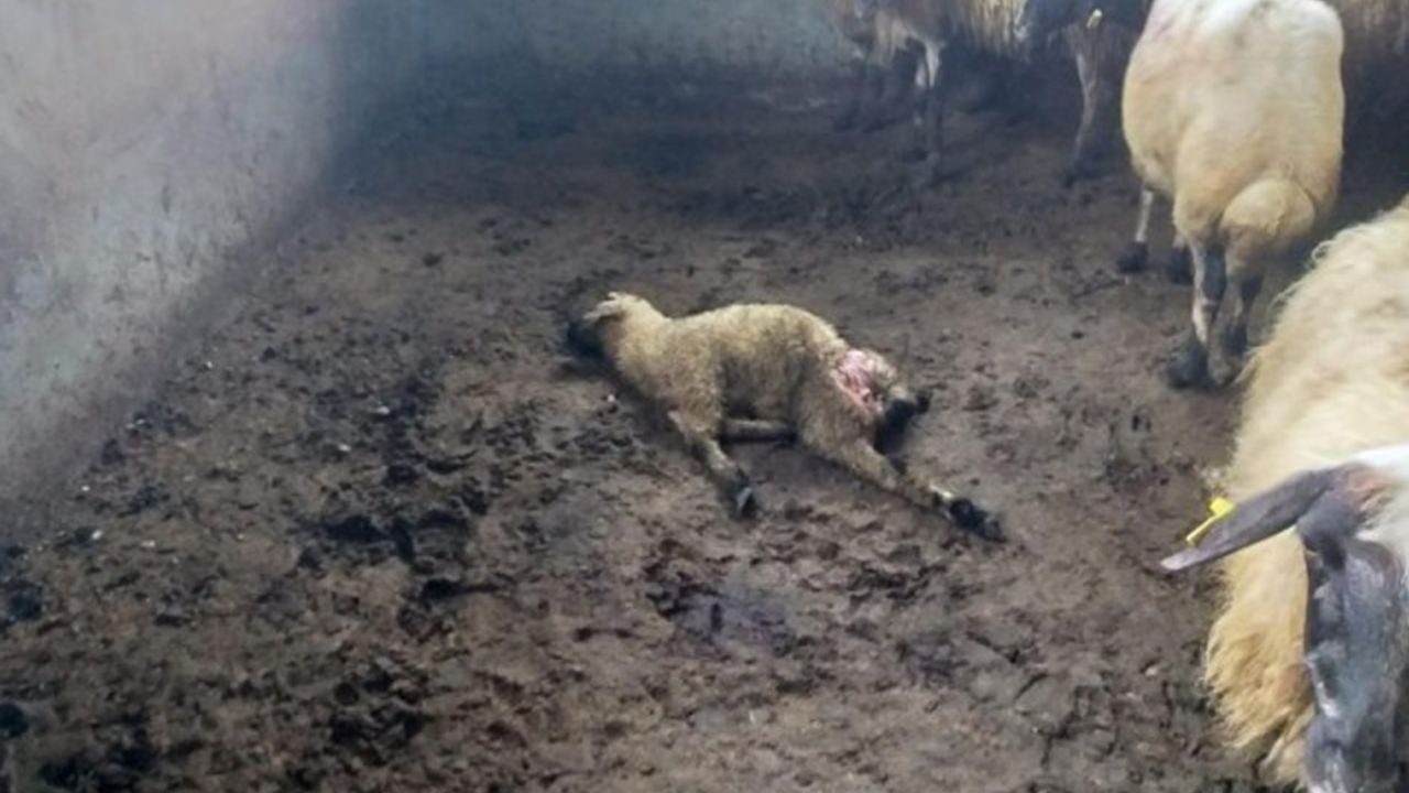 Sürüye kurt dadandı: 35 koyun telef oldu