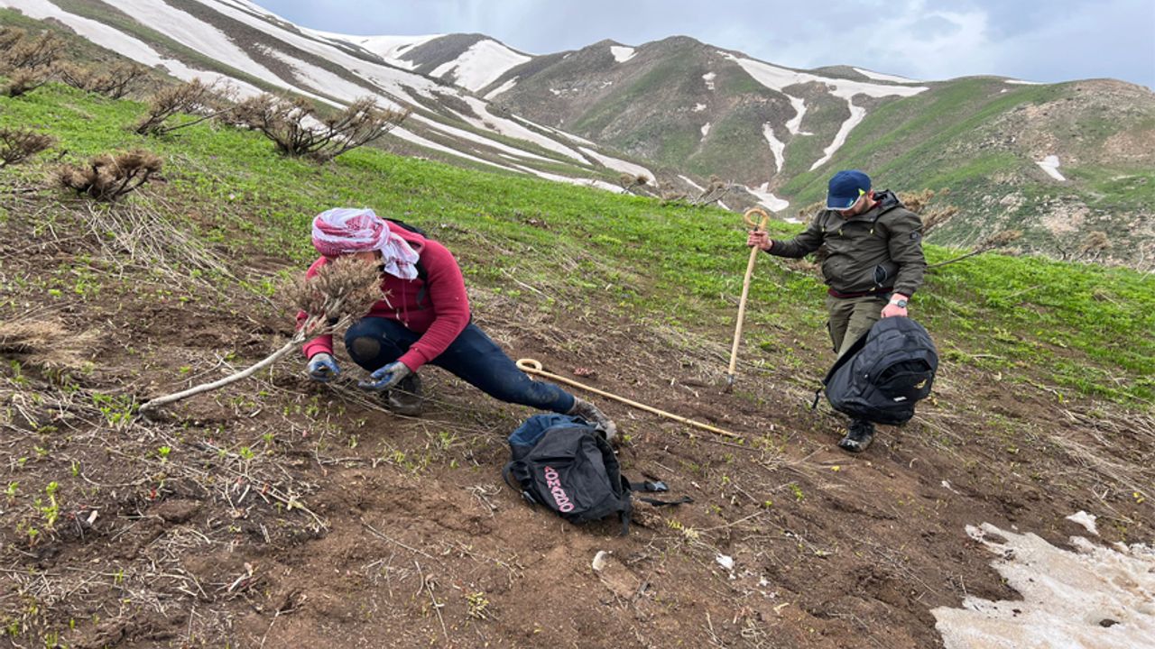 Şemdinli’de vatandaşlar  dağlarda toplamak için   kilometrelerce yol katediyor