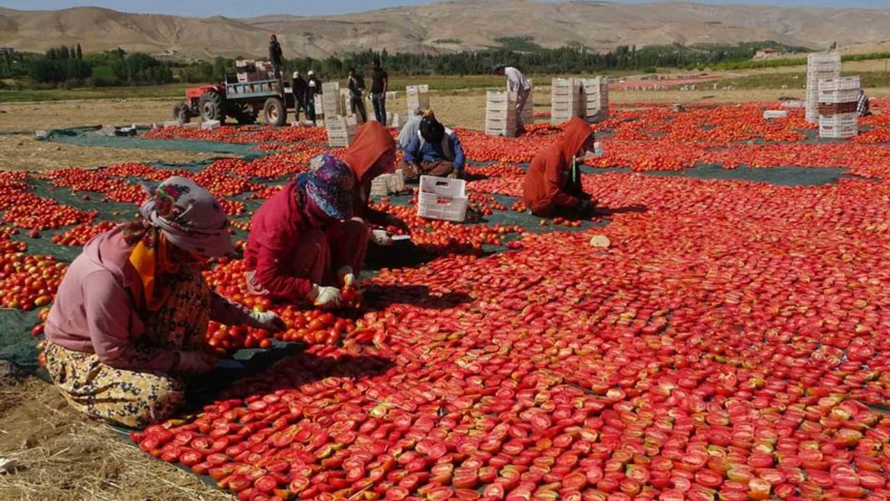 Kurutmalık domateste hasat devam ediyor