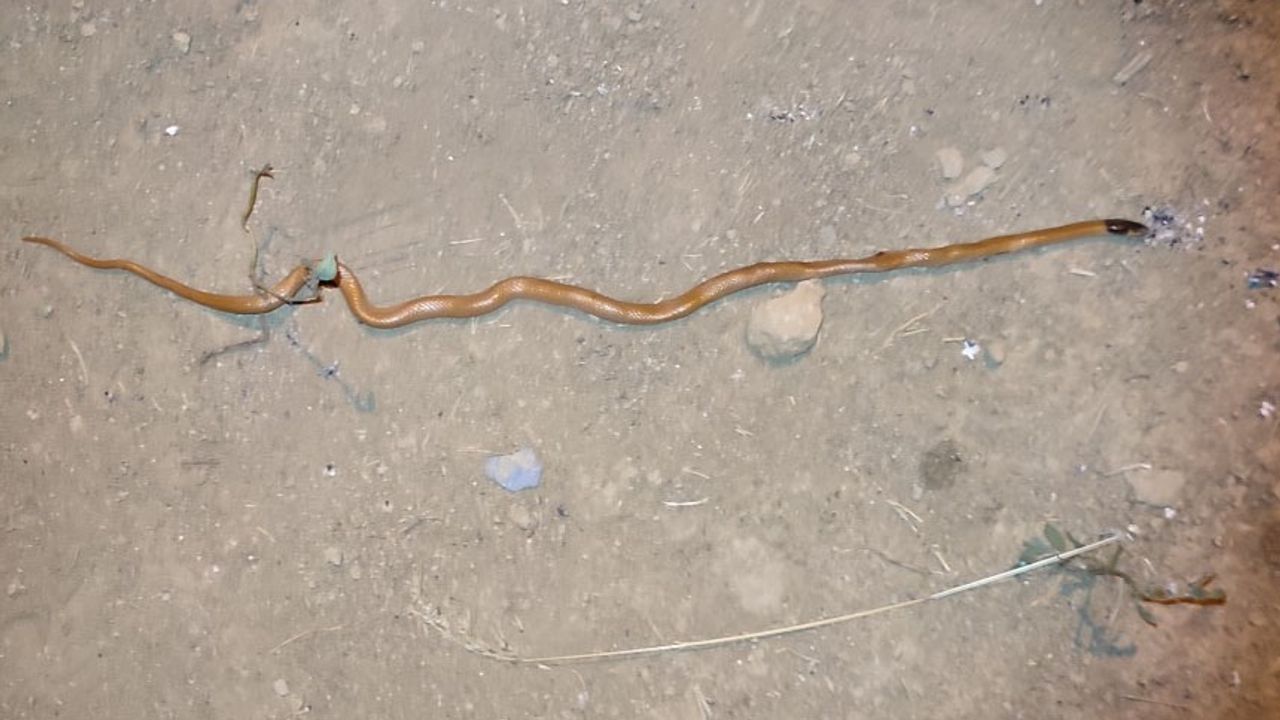 Bitlis’te ilk defa endemik yılan türü bulundu