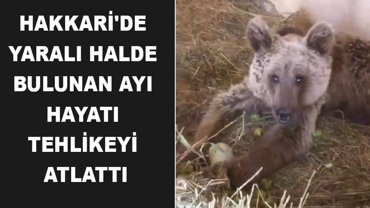 Hakkari'de yaralı halde bulunan ayı hayati tehlikeyi atlattı