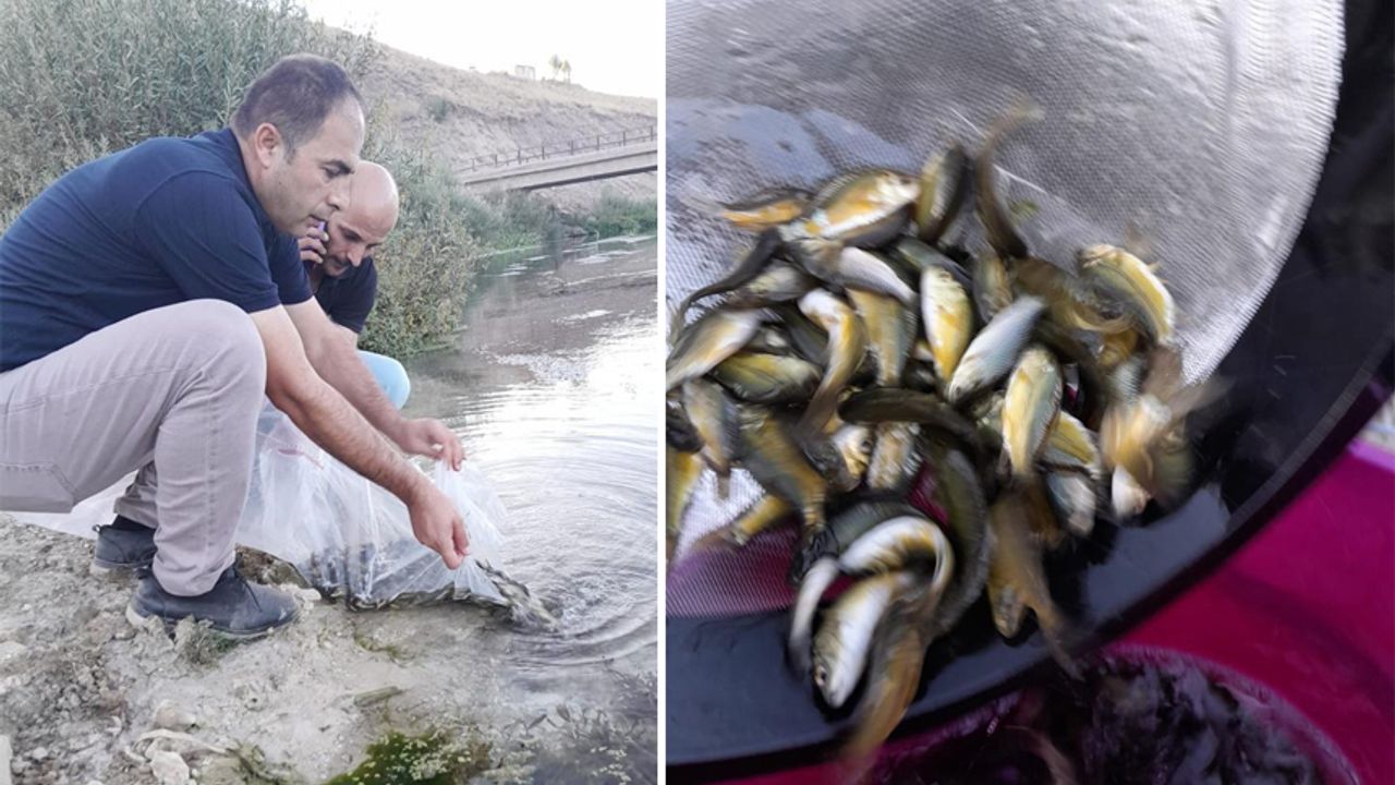 Yüksekova’da 100 bin adet sazan balığı yavrusu suyla buluşturuldu