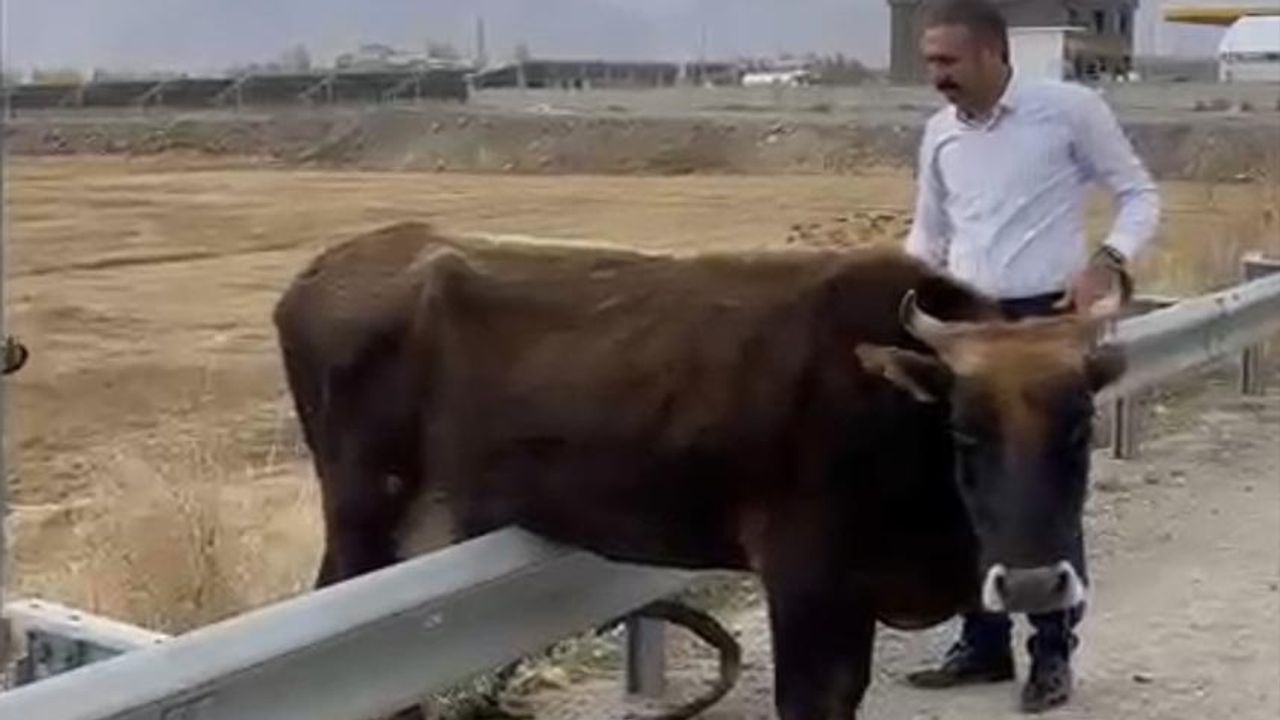 Karayolundaki bariyerde mahsur kalan inek kurtarıldı