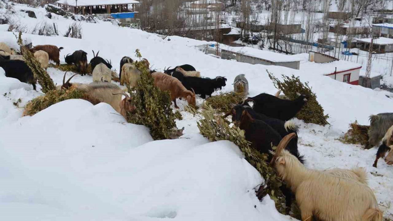 Beytüşşebap’ta hayvanlar kar üstünde yemleniyor