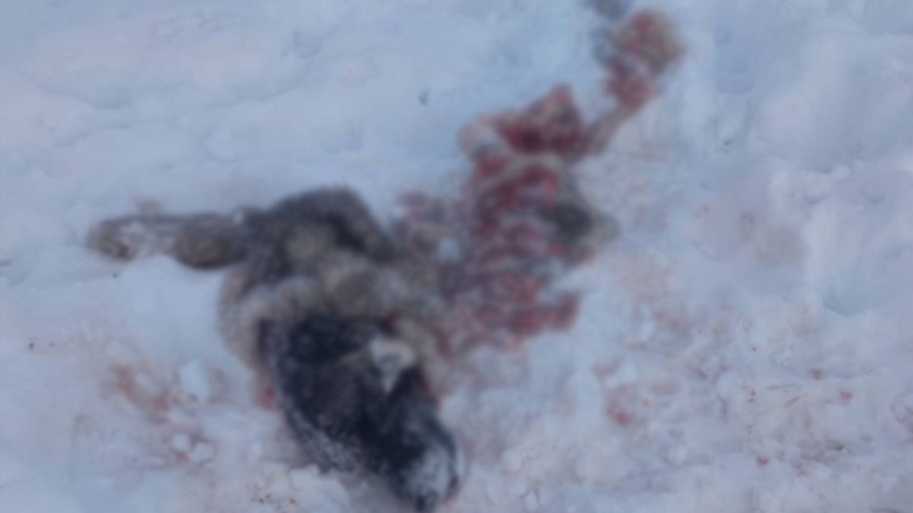 Yüksekova’da aç kurt sürüsü, kangal köpeğini parçaladı