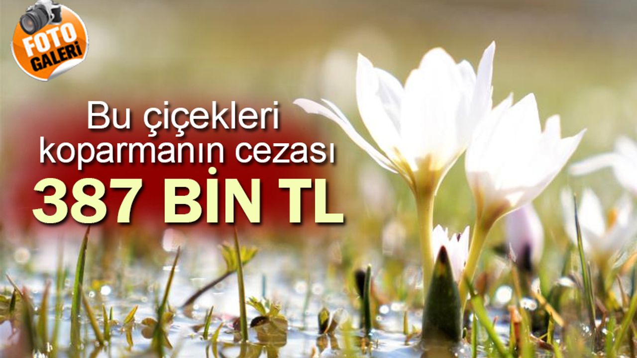 Bu çiçekleri koparmanın cezası 387 bin TL ceza