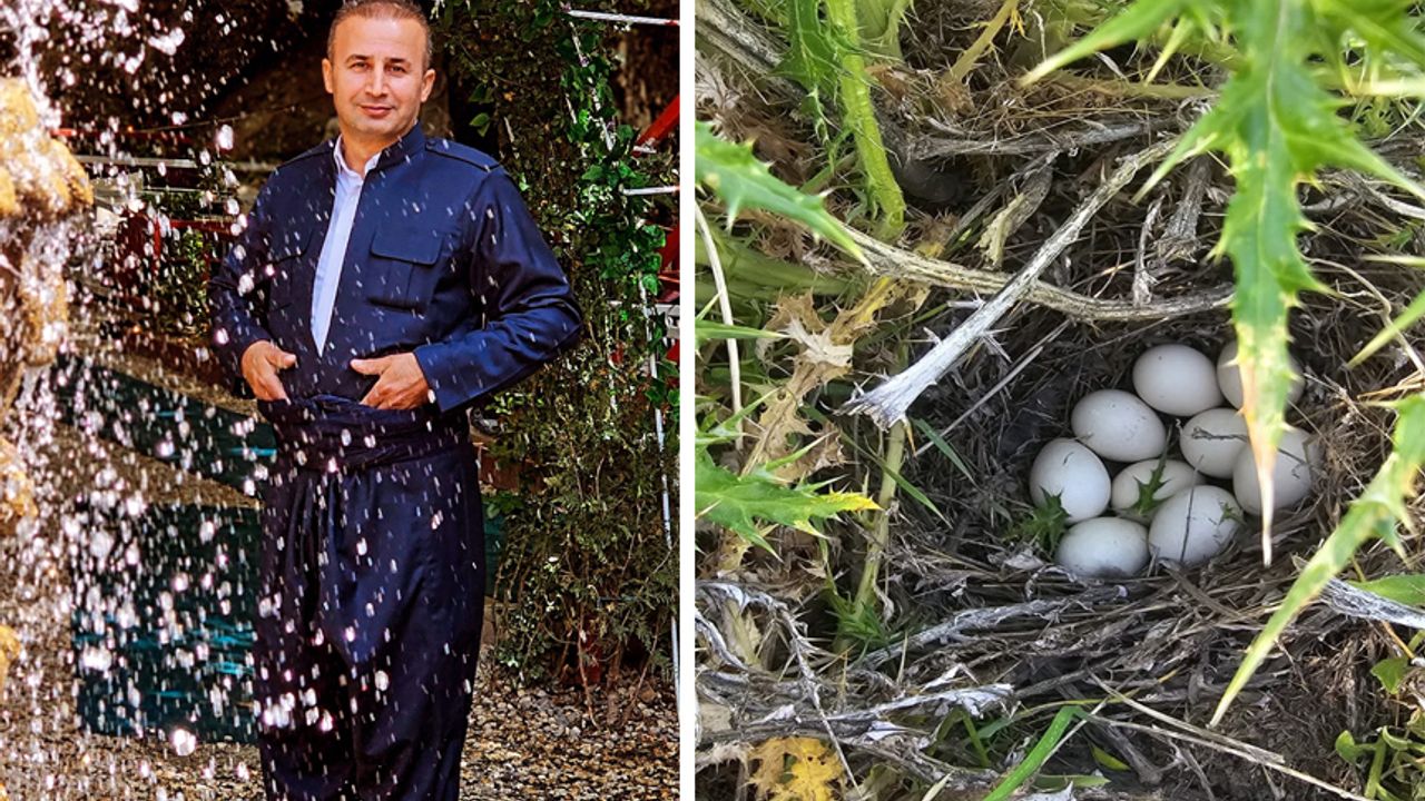 Derecikli Vatandaş Keklik Yumurtalarını Korumaya Aldı