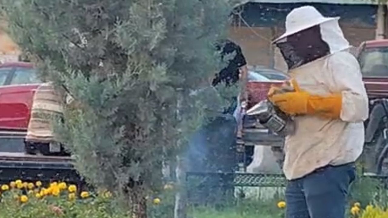 Iğdır’da kraliçe arının peşinden gelen binlerce arı şehir merkezini istila etti