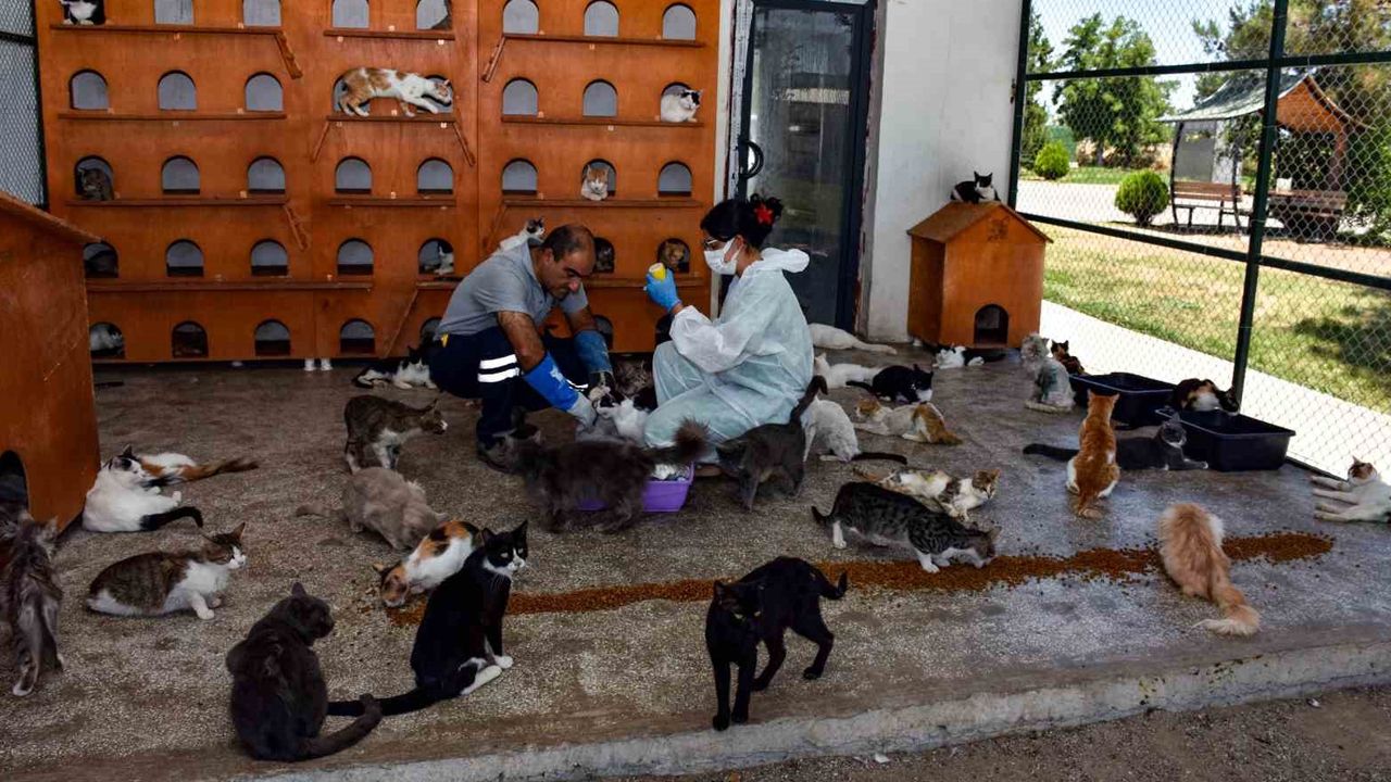 Diyarbakır’da 6 ayda 10 bin hayvan ihbarına müdahale