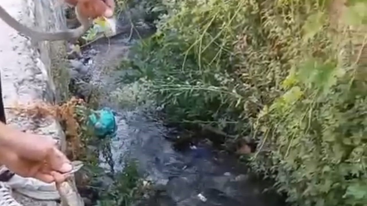 Hakkari’de toprak evin tavanına yuva yapan yılanlar doğaya salındı
