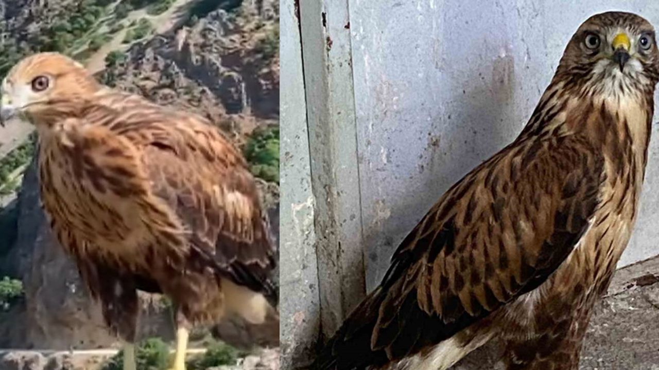 Tunceli’de tedavi edilen 2 kızıl şahin ve bir kaya kartalı doğaya salındı