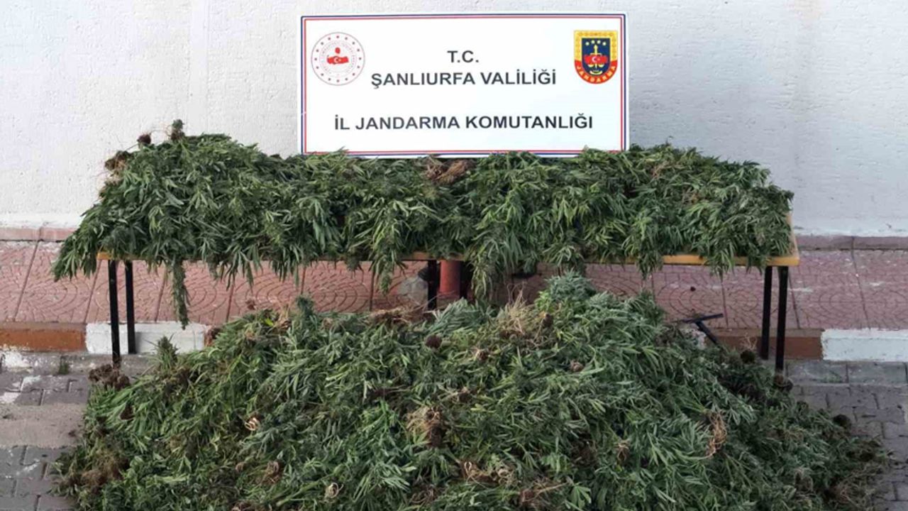 Şanlıurfa’da dron destekli uyuşturucu operasyonu: 9 gözaltı