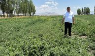 Yüksekovalı Salep Üreticisi Erişmiş: Altın Gibi Değerli Ama Sahipsiz