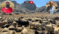 İki Yakalı Berivanlar Yıllar Sonra Yaylalarına Geri Döndü