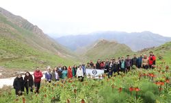 Dünyanın en nadide çiçeği Hakkari dağlarına renk katıyor