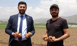 Yüksekovalı İş İnsanı, 100 Dönümlük Alanda Patates Üretiyor