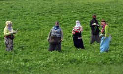 Yüksekovalı kadınlar yaylalarda pancar topluyor