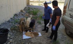 Hakkari’de sokak hayvanları için sakatat bırakıldı
