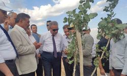 Diyarbakır'da bu yıl 200 bin fıstık aşılanması hedefleniyor