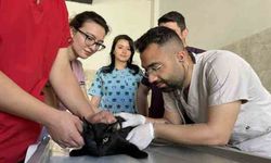 Bingöl'deki tam donanımlı hayvan hastanesi, bölgeye hitap ediyor