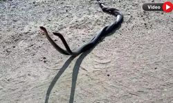 Hakkari’de yılanların çiftleşme dansı böyle görüntülendi