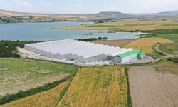 Elazığ Belediyesi jeotermal sera sahasında topraksız tarıma başladı