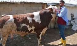 HAKKARİ - 1 ton ağırlığındaki Çalo 130 bin lira