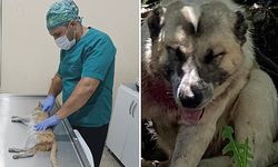 Aracın çarptığı çoban köpeğine cerrahi müdahale