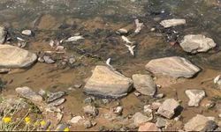 Bingöl’de balık ölümleri tedirgin etti