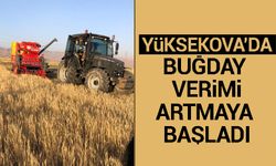 Yüksekova'da buğday verimi artmaya başladı