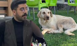 Kuduz köpeğin saldırınsa uğrayan mimar hayatını kaybetti