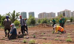 Diyarbakır’da tıbbi aromatik bitkiler bahçesi kuruluyor