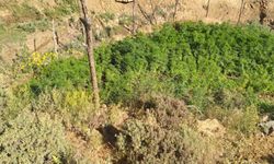 Bingöl’de 5 tarla içerisinde 5 bin kök kenevir bitkisi ele geçirildi