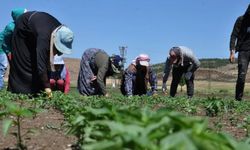 CHP’den mevsimlik tarım işçileri için 10 maddelik çözüm önerisi