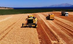 Bitlis’te 301 bin dekarlık alanda buğday hasadı başladı