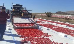 Batman’da ilk defa ekilen kurutmalık domates 100’e yakın ülkeye ihraç ediliyor