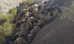 Hakkari’de 300 koyun  telef oldu