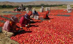 Kurutmalık domateste hasat devam ediyor