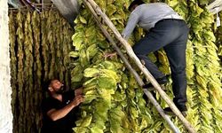 Bitlis’te 250 hanelik köy tütün ekimi yaparak geçimini sağlıyor