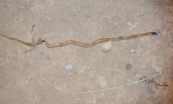 Bitlis’te ilk defa endemik yılan türü bulundu