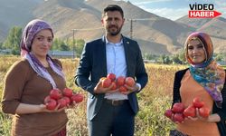 Yüksekova’da domates hasadına başlandı