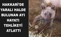 Hakkari'de yaralı halde bulunan ayı hayati tehlikeyi atlattı