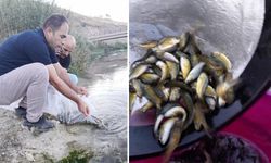 Yüksekova’da 100 bin adet sazan balığı yavrusu suyla buluşturuldu