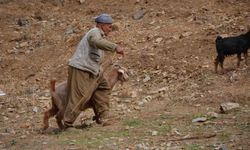 Şırnak’ta 35 bin lira maaş alan çobanlar tatile girdi