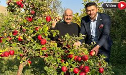 Yüksekovalı çiftçi fidanını İran’dan getirdiği ağaçlardan tonlarca ürün elde ediyor