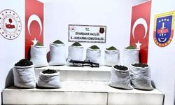 Diyarbakır’da 454 kilo esrar ele geçirildi: 3 gözaltı