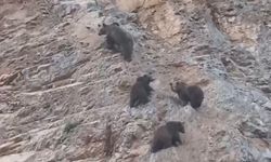 Dağlıca’da ayı sürüsü görüntülendi