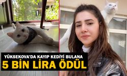 Yüksekova’da kayıp kediyi bulana 5 bin lira ödül