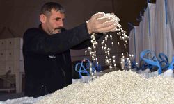 Bitlis, tohumluk kuru fasulye üretiminde Türkiye birincisi oldu