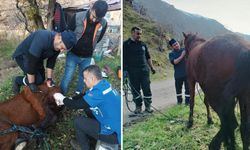 Hakkari'de kurtların saldırdığı at tedavi edildi